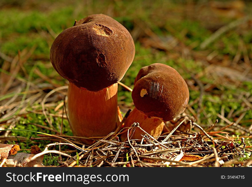 The photograph shows edible mushroom Boletus called during the growing season in their natural habitat in the forest. The photograph shows edible mushroom Boletus called during the growing season in their natural habitat in the forest.