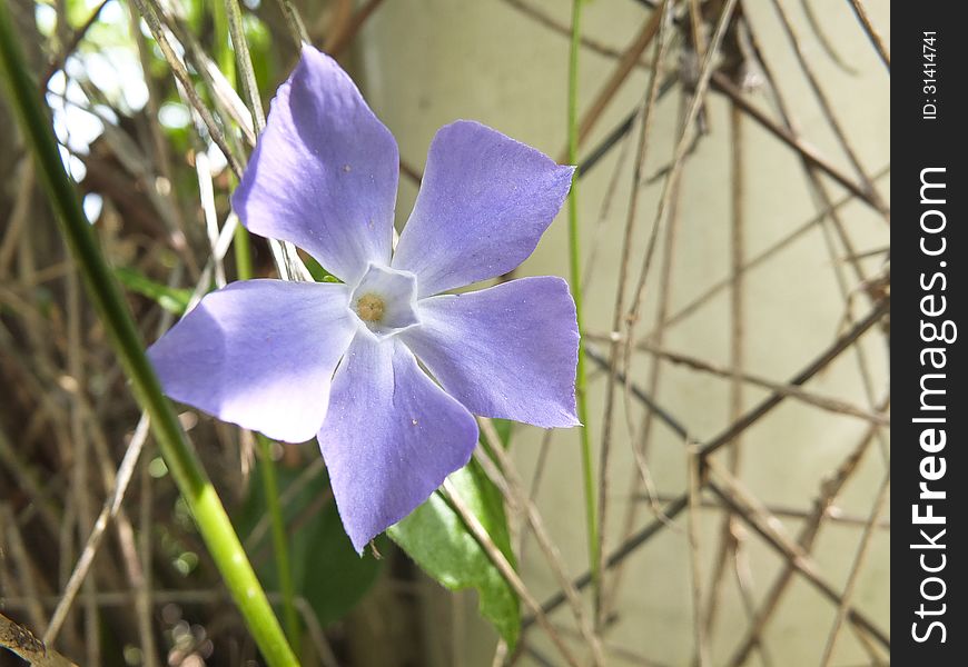 Periwinkle purple flower in my garden