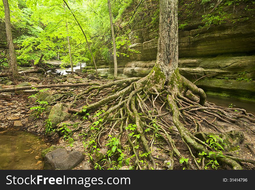 Numerous tree roots and boulders in the streambed, Matthiessen state park, Illinois.