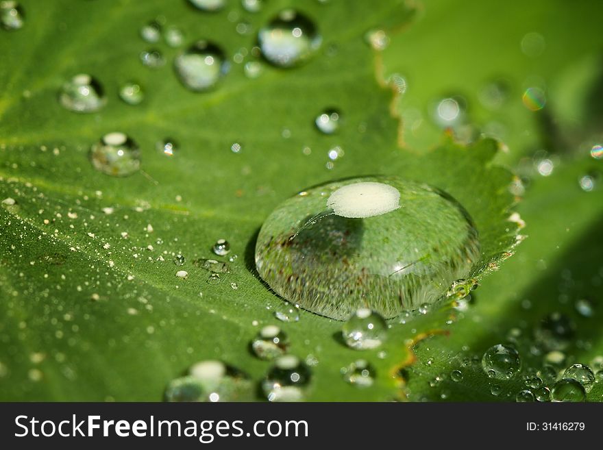 Closeup of a waterdrops on a plants green leaf. Closeup of a waterdrops on a plants green leaf