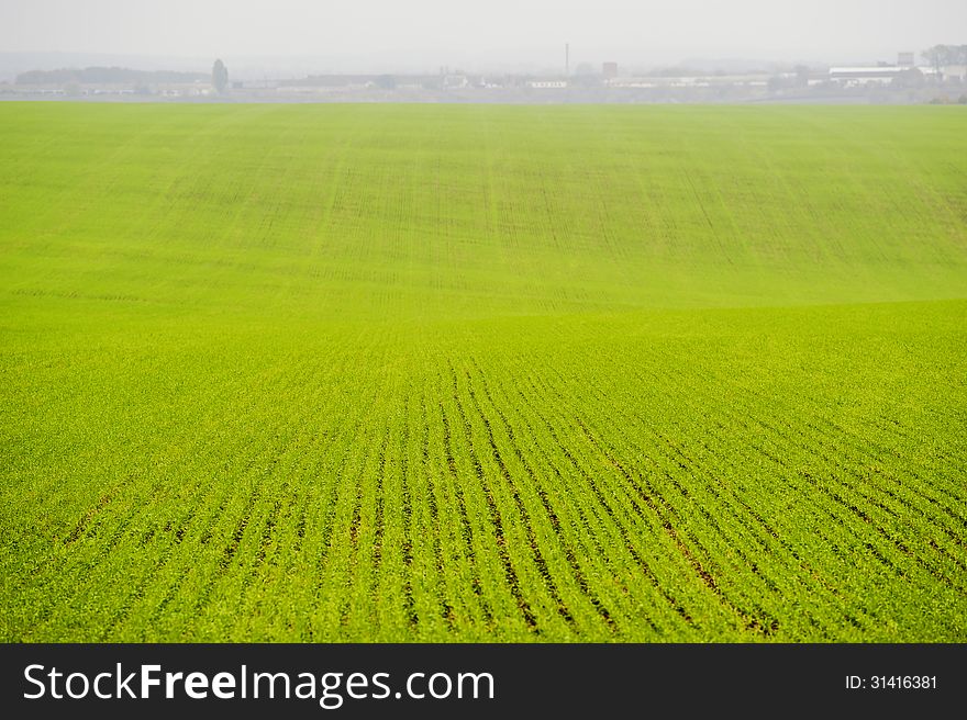 Green field of wheat late fall