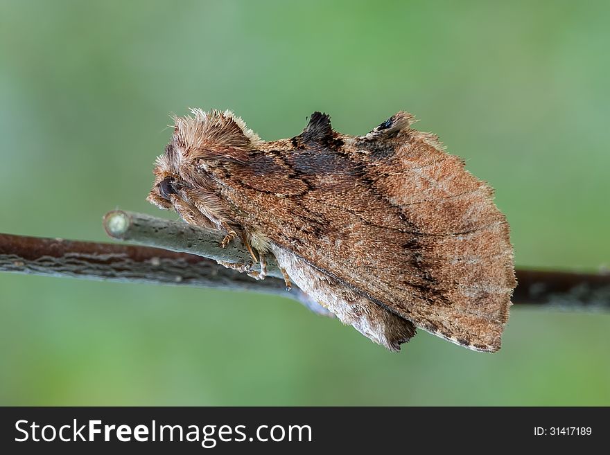 The Coxcomb Prominent (Ptilodon capucina) on a bent.