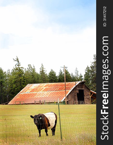 A Belted Galloway cow aka Belties, Oreo Cows, and police car cows with belted, white band around mid section and black/brown on either side, walking in pasture near barn. Copy space.