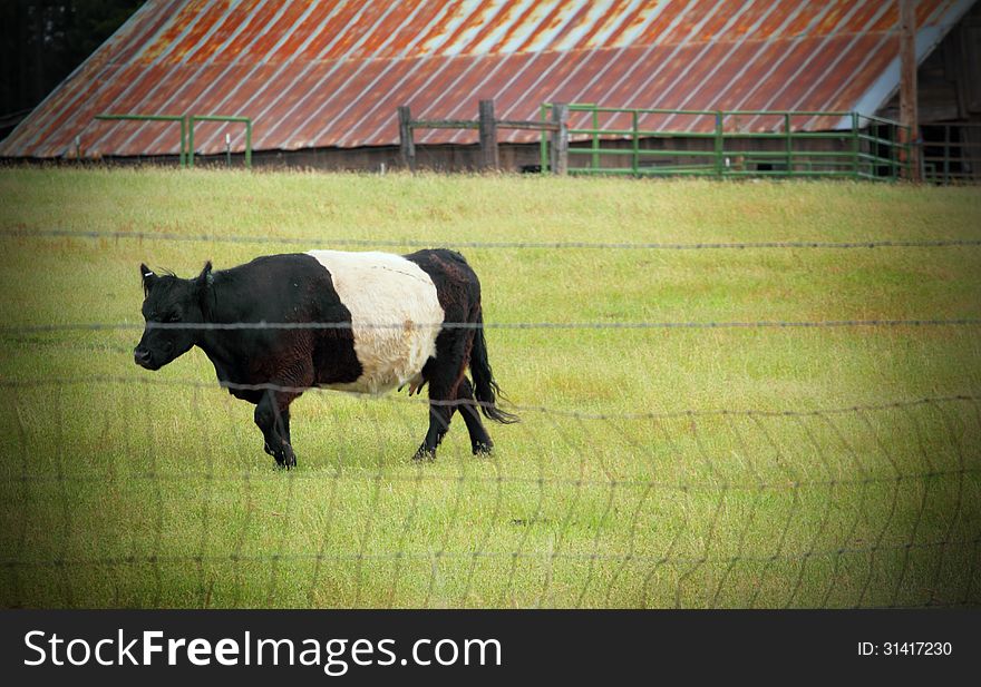 Rare Belted Galloway cow aka Belties, Oreo Cows, and police car cows with belted, white band around mid section and black/brown on either side, walking in green pasture near barn. Copy space.