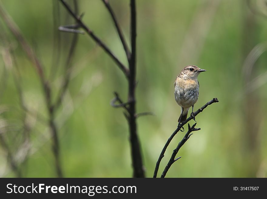 A female stonechat on a twig in highlands near Mount Fuji in Japan. A female stonechat on a twig in highlands near Mount Fuji in Japan.