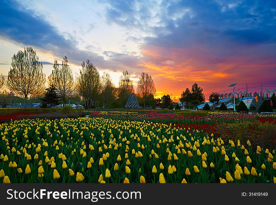 The sunset of garden