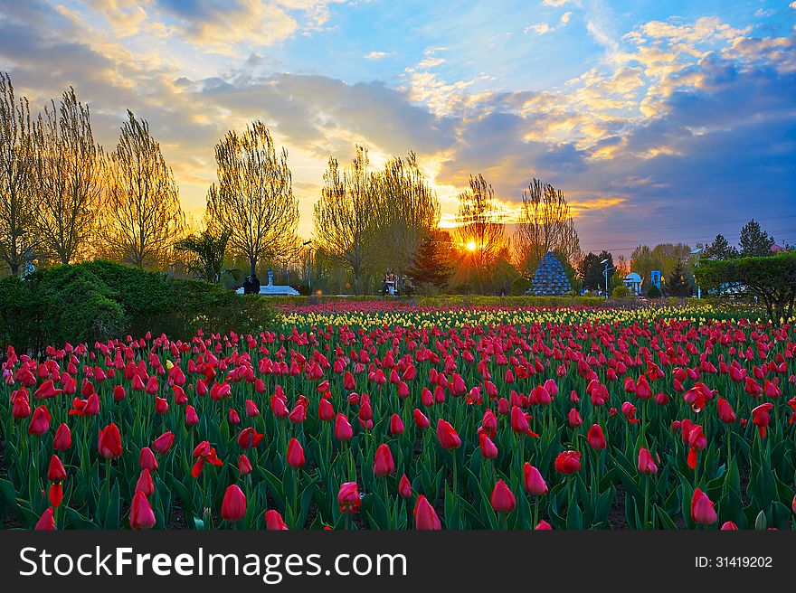 The Tulips Of Sunset Glow