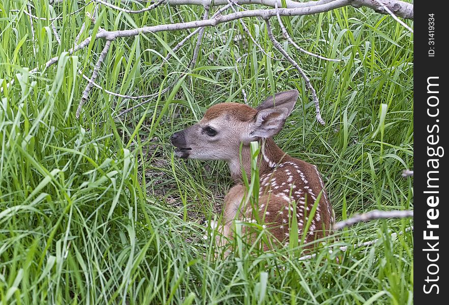 Young Whitetail Fawn