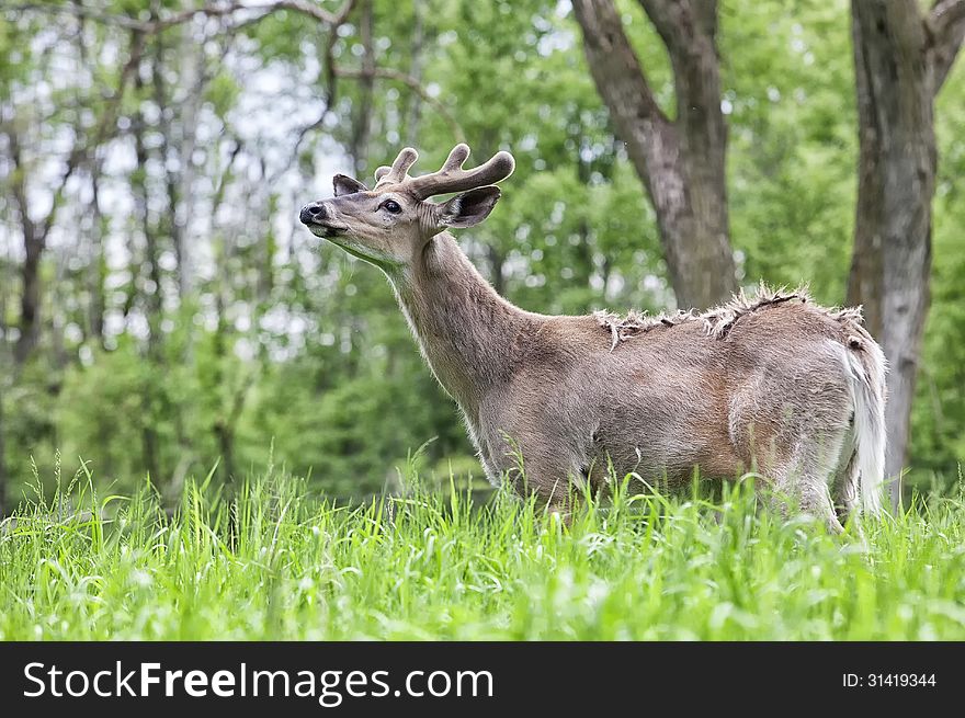 Whitetail deer buck catching a scent. Springtime in Wisconsin