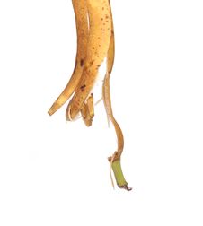 Banana Peel Is Pendent Royalty Free Stock Photos