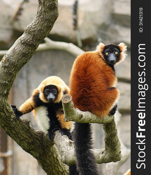 2 Red-Ruffed Lemur sitting on a branch staring at the lens