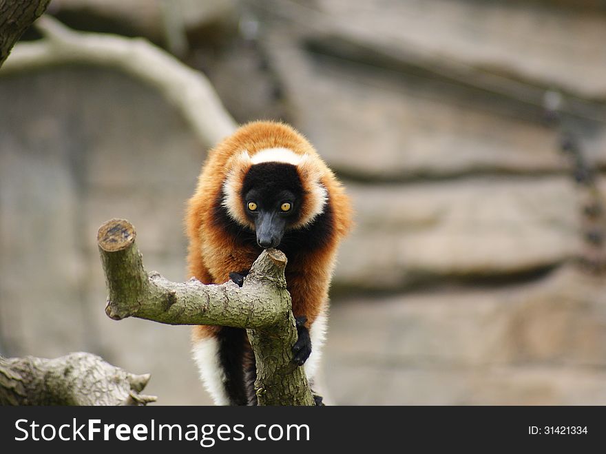 Red-Ruffed Lemur walking on a branch