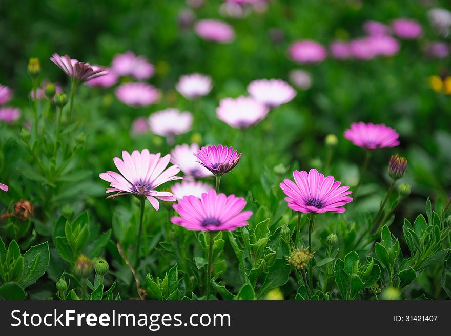 The wild flowers