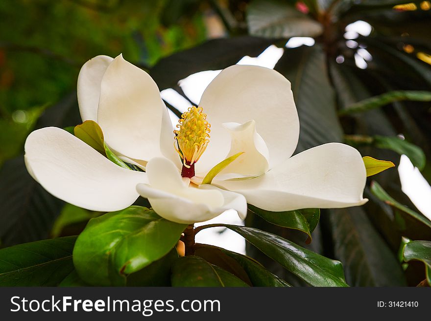 The Magnolia Grandiflora Linn