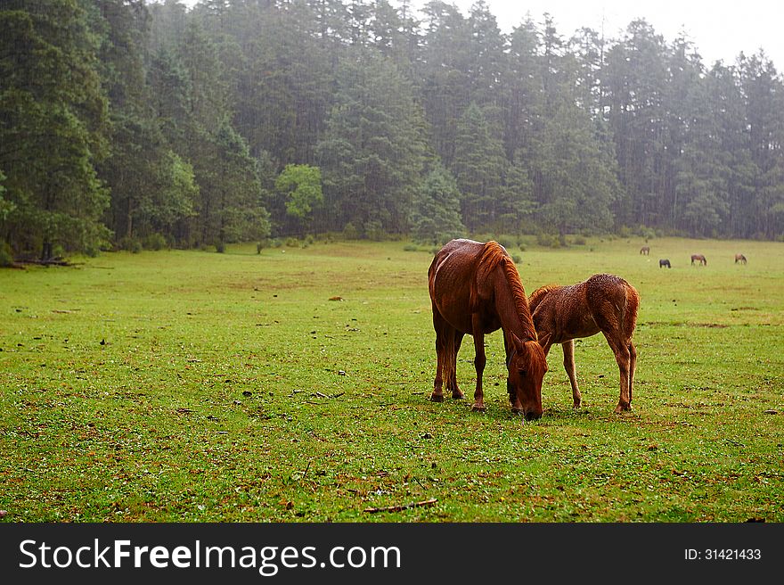 The horse grazing in alpine meadow