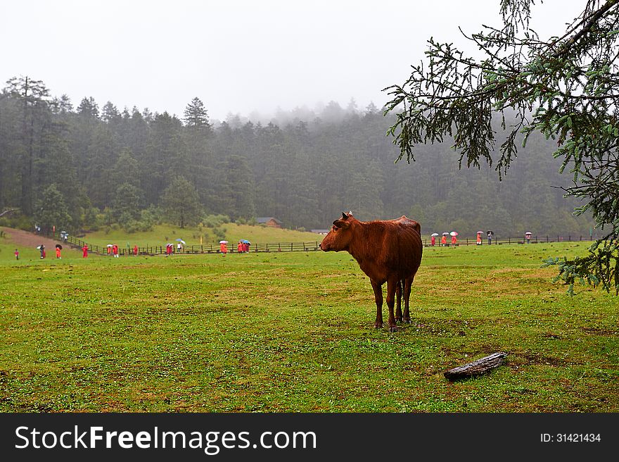 The image taken in china's yunnan province lijiang state,yulong snow mountain scenery spot,alpine meadow in the rain. The image taken in china's yunnan province lijiang state,yulong snow mountain scenery spot,alpine meadow in the rain.