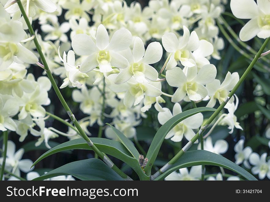 White orchids from National Orchid Garden of Singapore with focus on front central flowers