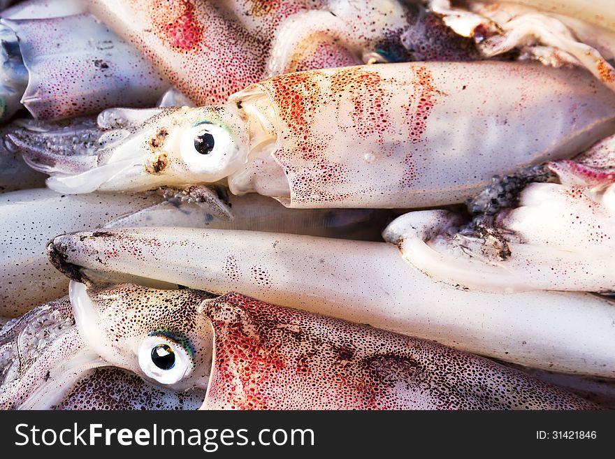 Fresh squid