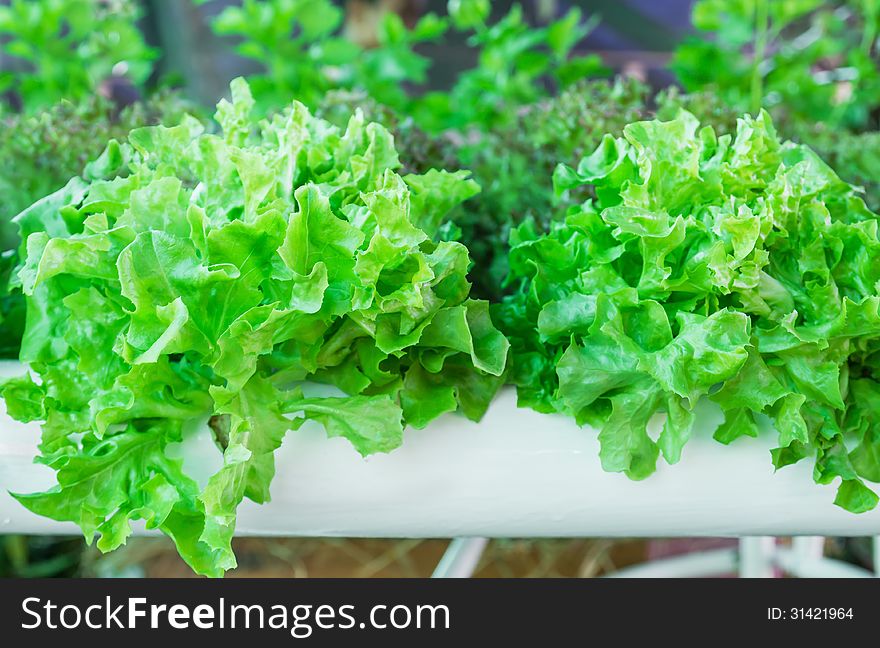 Lettuce in the greenhouse