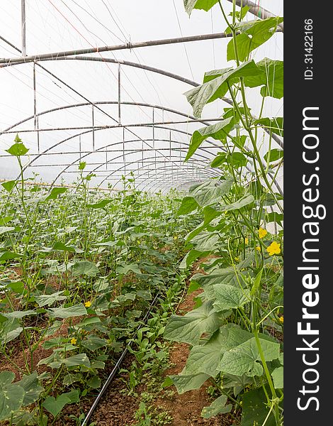 Pumpkin vines grow plants growing in a greenhouse. Pumpkin vines grow plants growing in a greenhouse