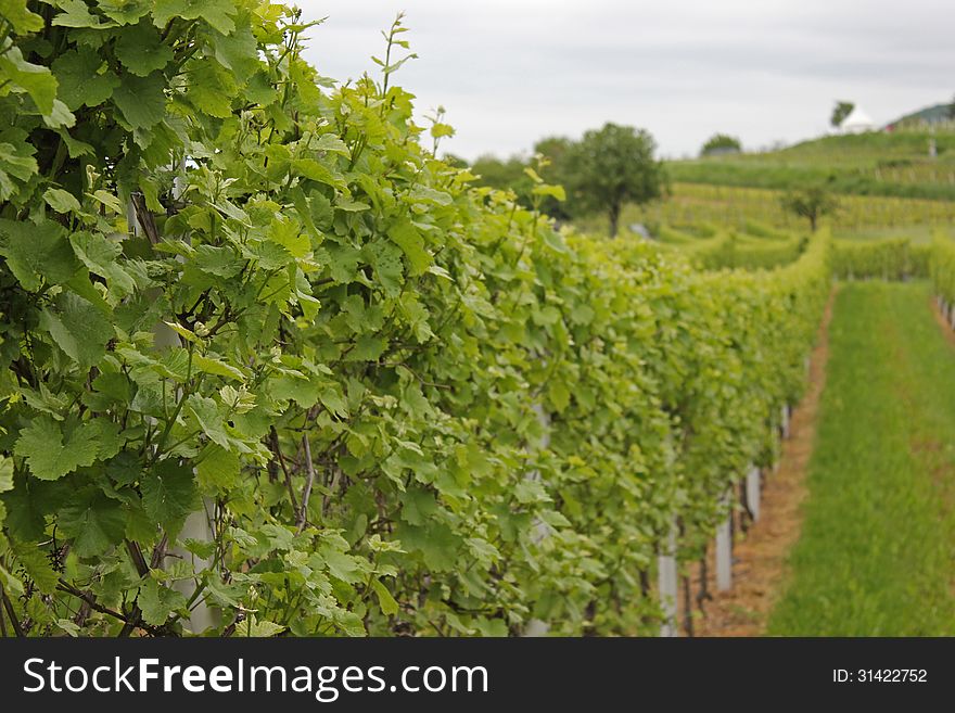 Vineyard in germany in late spring