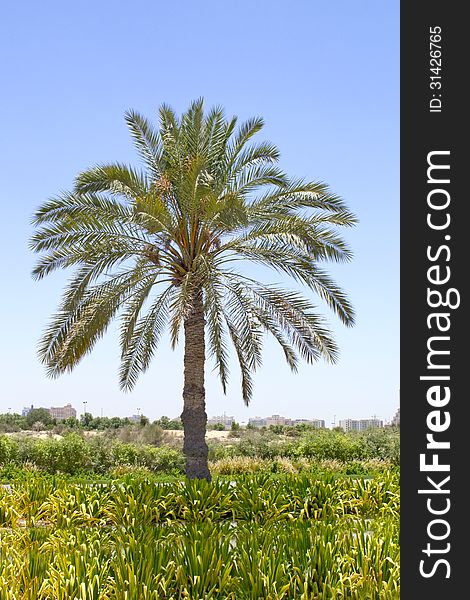 A single palm tree against a blue sky