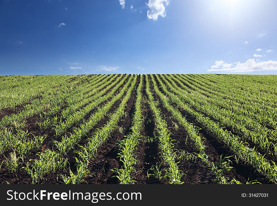 Cornfield In Bright Sunlight.