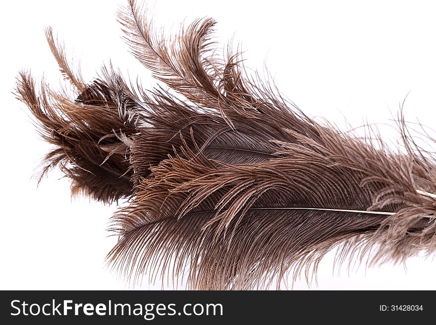 End feather duster on a white background.