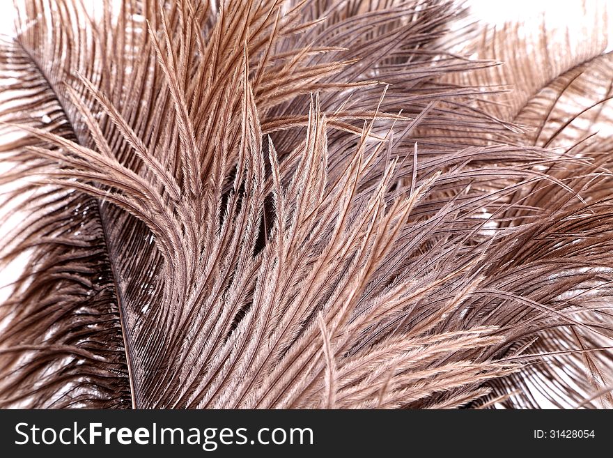 Brown feathers. Close-up.