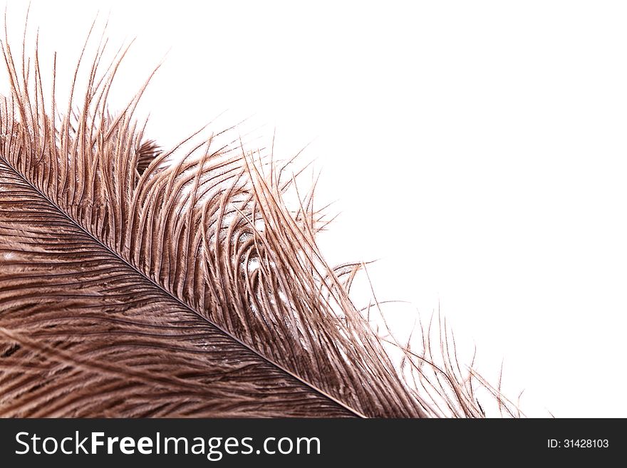 Brown feathers half background. A white background.