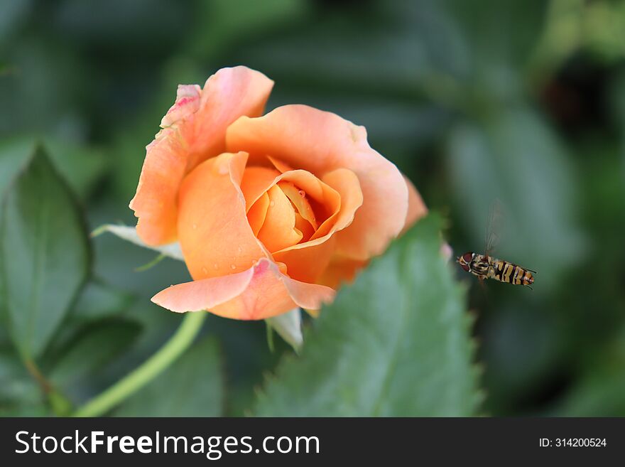 Beautiful orange rose and hoverfly