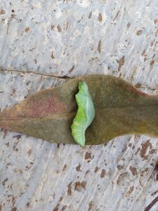 Pupa Leaves On The Leaf Stock Photography