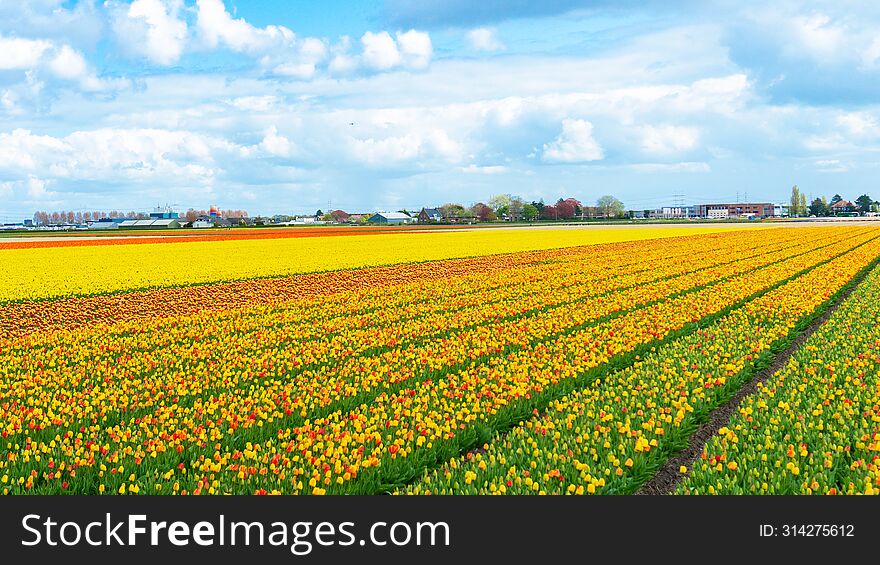 Picturesque field of tulips aerial view. A field of yellow tulips in close-up. Tulip hybrids are grown in rows for commercial purposes in the fields of a family farm in Lisse, Netherlands