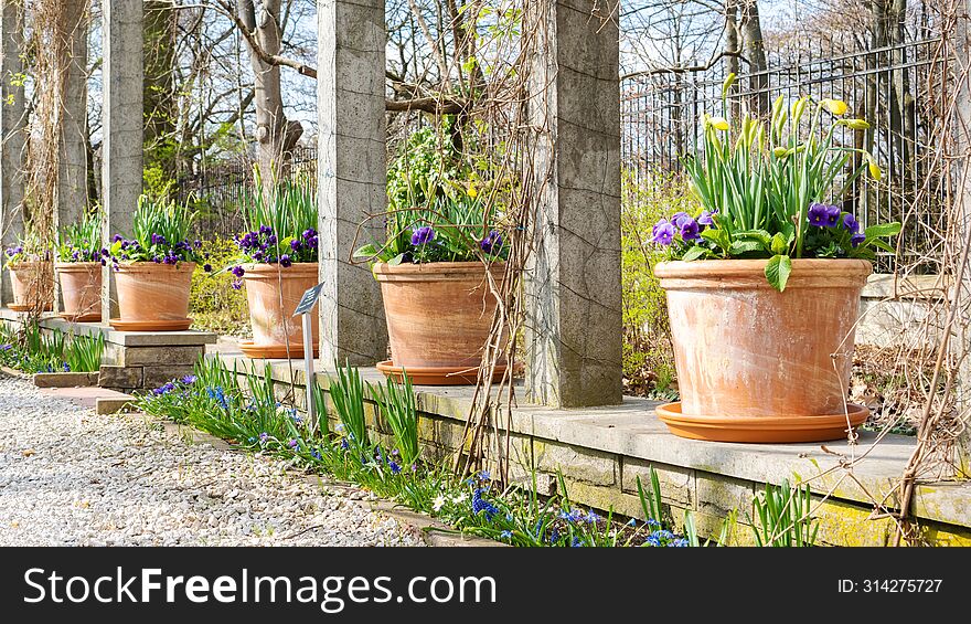 Spring bulbous flowers in ceramic pots in the garden with beautiful landscaping. Spring garden decorating ideas. DIY garden landscape design. Perspective in landscape design. Pansies in the garden
