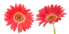 Red Transvaal Daisy Stock Photo
