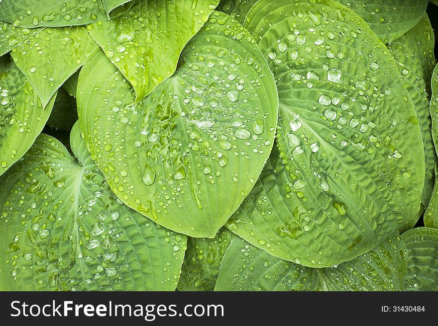 Rain drops on large green hosta leaves after a spring rain. Rain drops on large green hosta leaves after a spring rain.