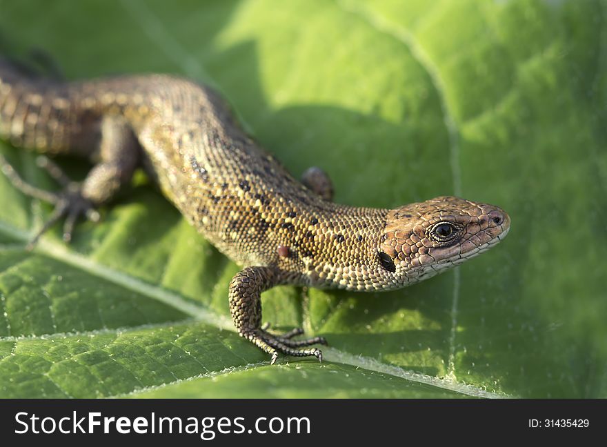Eat lizards and insects. Outwardly lizard reminds caudate amphibians, but it has a slender body. Eat lizards and insects. Outwardly lizard reminds caudate amphibians, but it has a slender body.