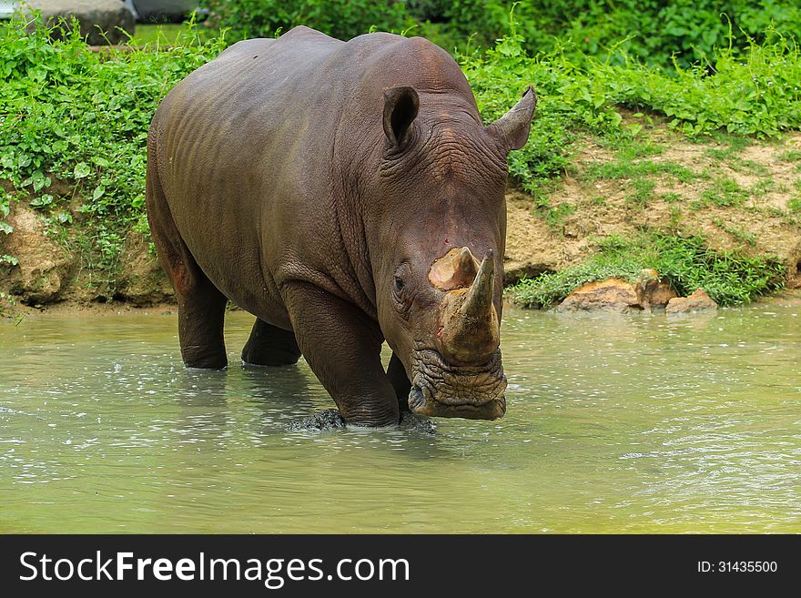 An injured rhino stands in a water after big fight. An injured rhino stands in a water after big fight