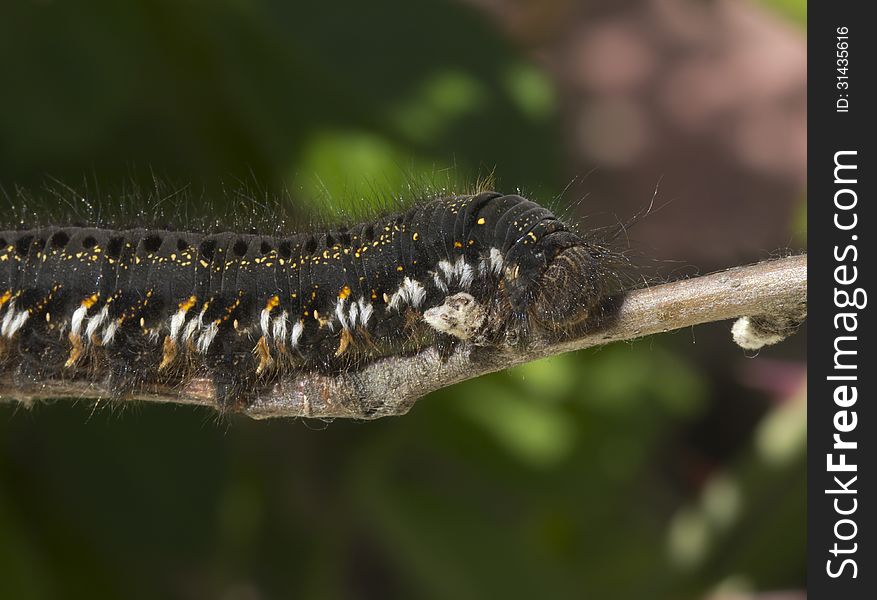 Caterpillar blackish-grey, with yellow stripes on the back. Caterpillar blackish-grey, with yellow stripes on the back