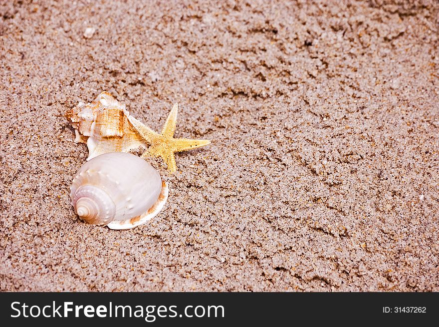 Three seashells sitting on the beach.