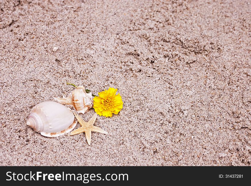 Flower and seashells