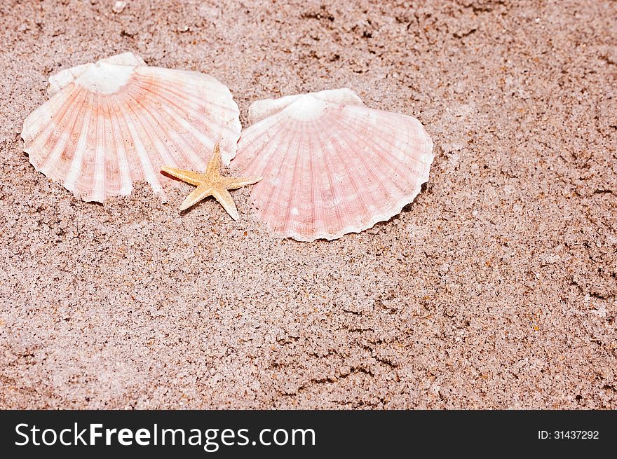 Seashells on the seashore in Florida. Seashells on the seashore in Florida.