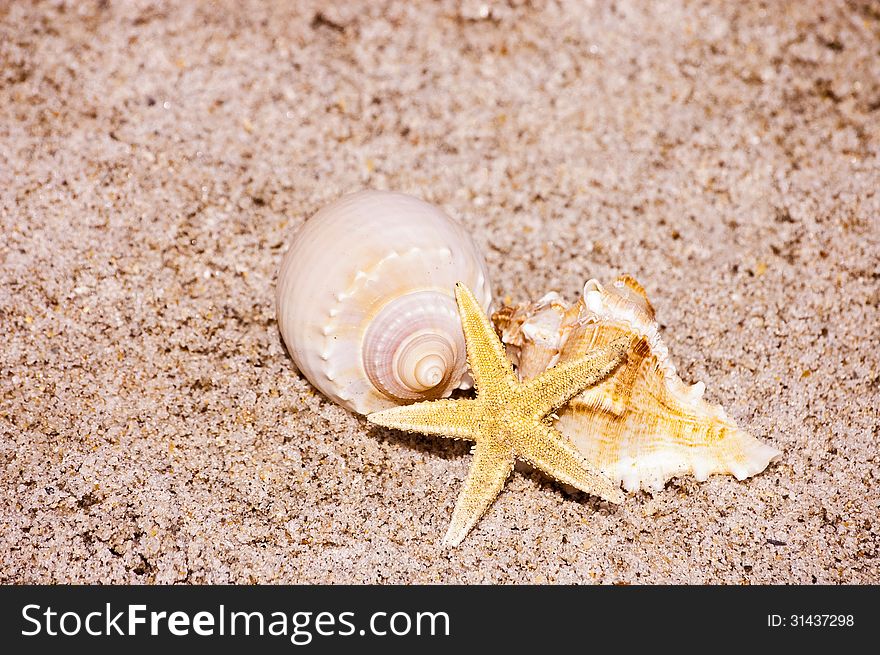 Close Up Of Seashells
