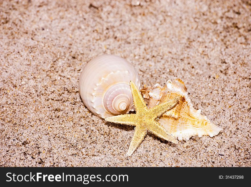 Close up of shells on the beach sand. Close up of shells on the beach sand.