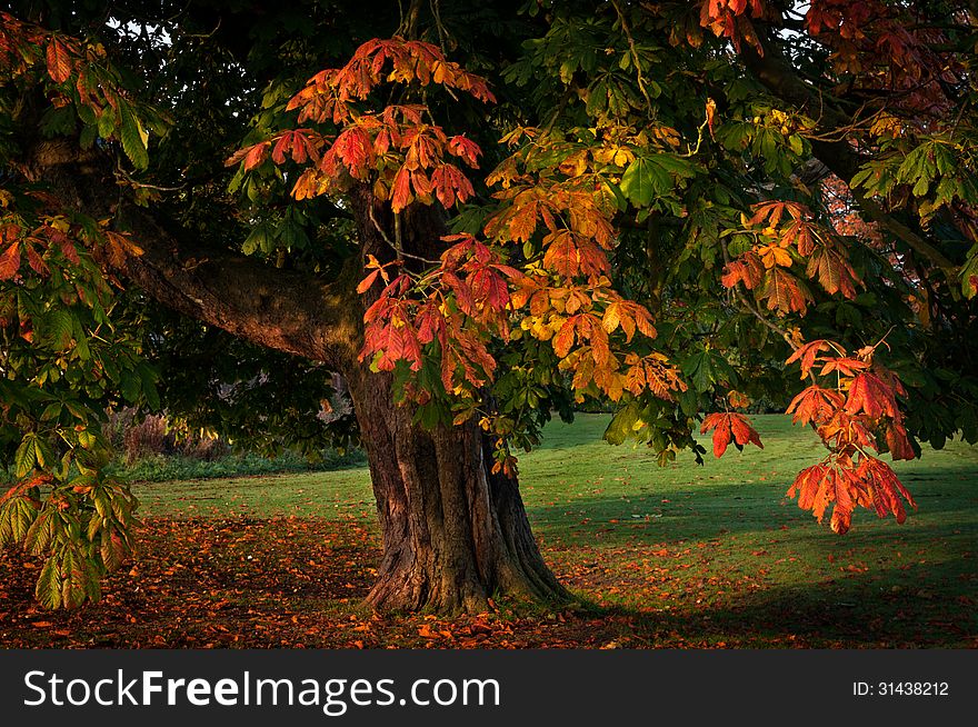 single tree autumn leaves