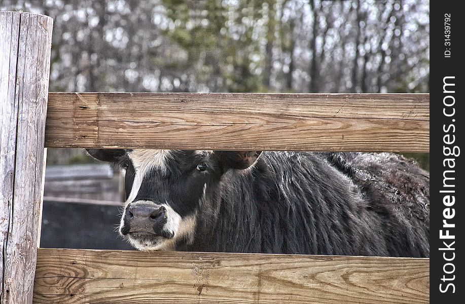 Galloway cross calf peering through the fence rails. Springtime in Wisconsin. Galloway cross calf peering through the fence rails. Springtime in Wisconsin