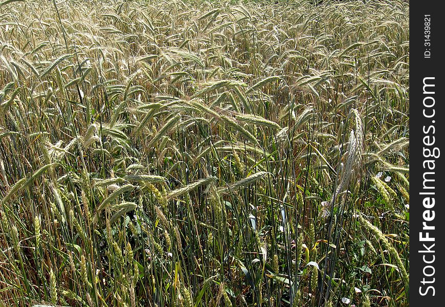 Image of the field of spikelets of the wheat