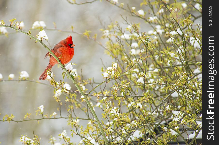 Red Cardinal bird in snow.