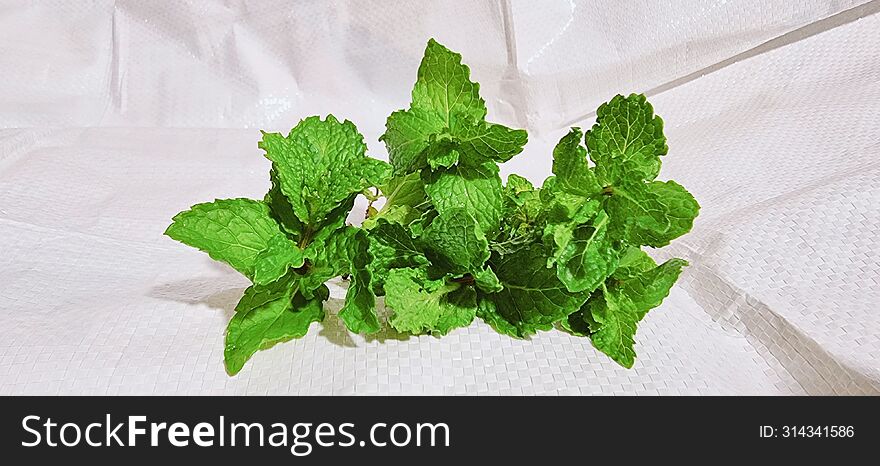 green mint leaves  with white background