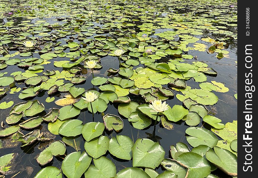 Lotus flowers are blooming in a pond.